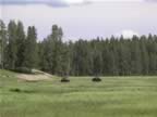 G-Watching Bison , returning from Mammoth.jpg (74kb)